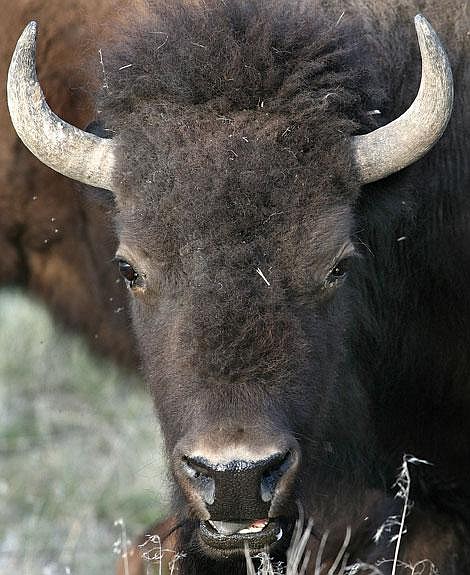 Photos by Ed Moreth A bison wanders from the main herd for open house at the National Bison Range. Officials opened additional roads for five hours Friday for visitors, although most of the bison herd moved into a new grazing area, out of sight of visitors, unless they drove by on Highway 212.