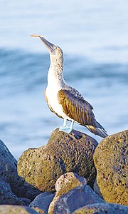 &lt;p&gt;Oedewaldt took this photo of a blue-footed booby preening itself in the Galapagos Islands.&lt;/p&gt;