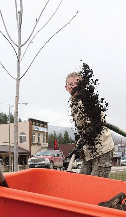 Photo by Aaric Bryan Josh Eitelberg fill a wheelbarrow full of dirt from shoveling out a hole for one of the 21 trees planted along Railroad Avenue in Plains Saturday.