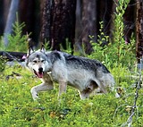Northwest wolf take up 21.6 percent over last year