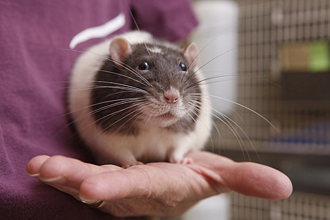 &lt;p&gt;In this photo taken Wednesday, March 10, 2010, Karen Robbins, president of the Riverside-based American Fancy Rat and Mouse Association holds a pet rat and at her home in Los Angeles. To a small and active group of fans, the rat is a pocket pet, a charming companion that acts like a human, is loyal as a dog and cleaner than a cat. (AP Photo/Damian Dovarganes)&lt;/p&gt;