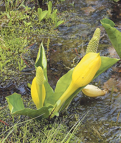 &lt;p&gt;Skunk cabbage that have been in bloom a long time have larger leaves since the leaves emerge after the flowers.&lt;/p&gt;