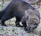 Park hopes to find fishers in study