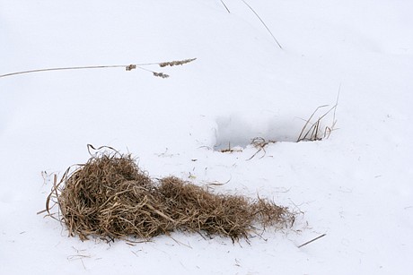 &lt;p&gt;Life under the snow doesn&#146;t protect voles, lemmings and mice from predators, which can hear them and pounce on their grassy nests beneath the snow.&lt;/p&gt;