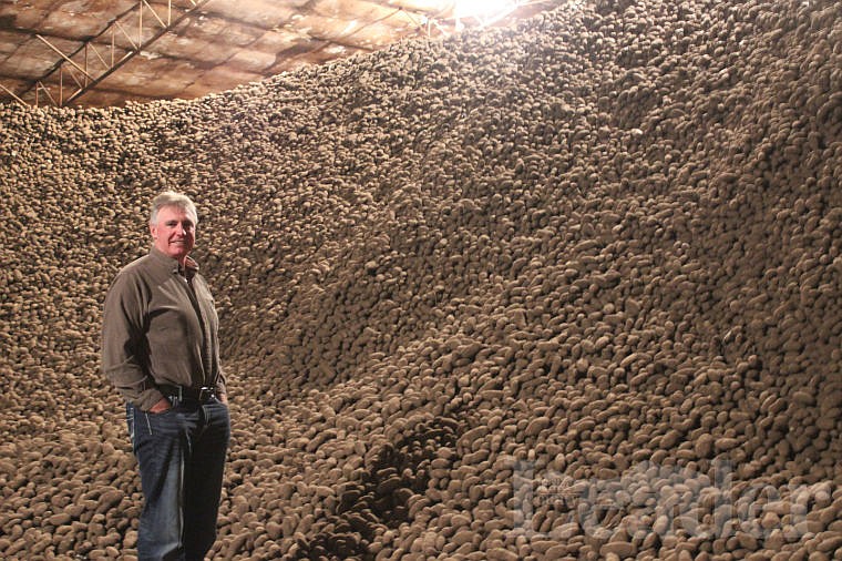 Roger Starkel amid his spuds