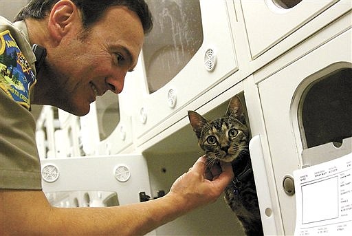 &lt;p&gt;Animal control officer George DeLeon pets a kitten rescued from under the hood of a van at the Santa Cruz County Animal Shelter in Santa Cruz, Calif., Wednesday March 21, 2012. The stowaway&#160;kitten is safe despite taking a hair-raising 85-mile ride from Mill Valley across the Golden Gate Bridge in a van's engine compartment. Santa Cruz County Animal Shelter spokesman Todd Stosuy says the 8-month-old feline was probably just looking for a warm place to sleep. The shelter is trying to locate the owner. (AP Photo/Santa Cruz Sentinel, Jonathan Weiand)&lt;/p&gt;