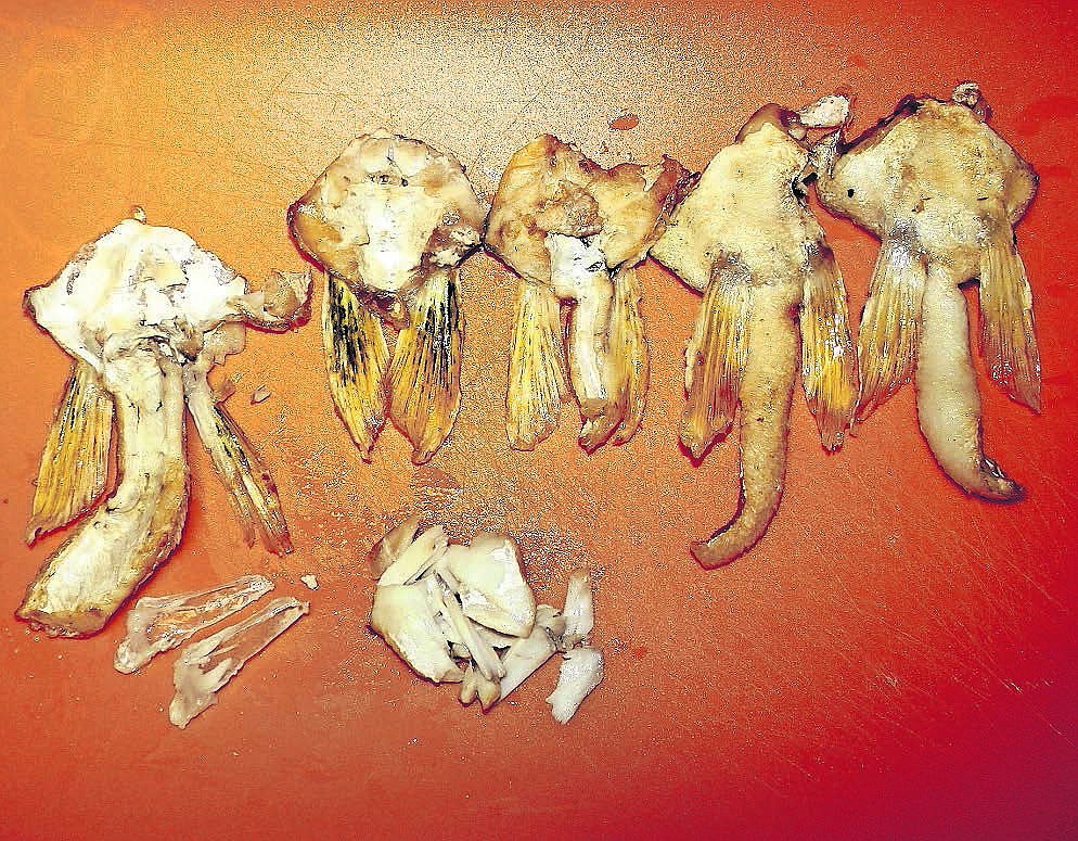 The meat of a single walleye wing is displayed with four other complete wings. The left wing has had the meat removed, but the two fins, skin and belly strip with skin and fat remain. Also shown is the pile of meat and the two clear and bone-like pieces.