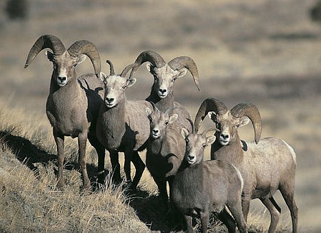 Bighorn sheep die-off closes hunting area near Yellowstone | Coeur d'Alene  Press