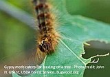 Spring Treatment Proposed to Protect WA Trees From Gypsy Moth