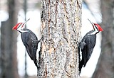 Woodpecker Two