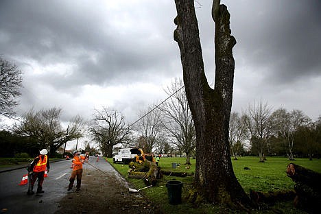 &lt;p&gt;Workers from R&amp;R Tree Service remove a black walnut tree infected with thousand canker disease on the North Campus of the Oregon State Hospital in Salem, Oregon., on Monday. The company will be removing 14 infected trees.&lt;/p&gt;