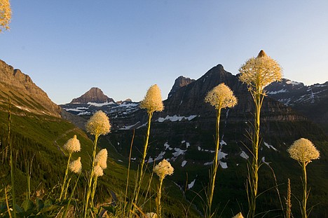 &lt;p&gt;Bear grass stands out in Glacier in late June and July.&lt;/p&gt;