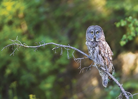 &lt;p&gt;A great gray owl peers from a branch in Glacier.&lt;/p&gt;