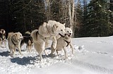 Dog sledding