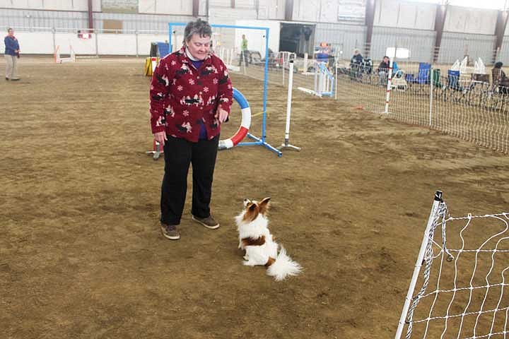 A dog waits for his owner to give him the signal to start his run during the Ephrata-Moses Lake Kennel Club's agility trials event during the weekend.