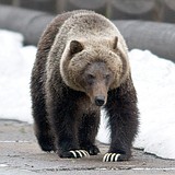 Hospital conference focuses on bear maulings