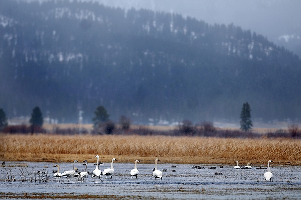 &lt;p&gt;A flock of trumpeter swans takes refuge at Smith Lake just east of Kila on Tuesday afternoon. This is migration season for many species of waterfowl.&lt;/p&gt;
