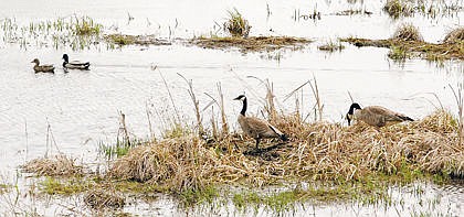 &lt;p&gt;Both mallards and Canada geese usually arrive at their breeding grounds paired. Mallards are among the earliest of dabbling ducks to form pair bonds with 75 to 80 percent of females paired by late November. Canada geese have the same mate for life.&lt;/p&gt;