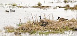 Waterfowl mate for different lengths of time