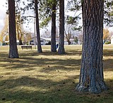 Market moving to Pinewood Park