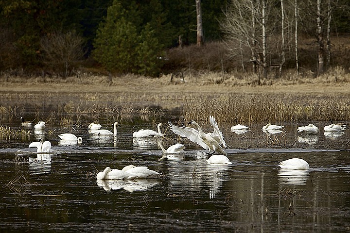 &lt;p&gt;JEROME A. POLLOS/Press A swan lands in the middle of a marsh area Wednesday near Hauser Lake where other swans forage for food under the surface of the water.&lt;/p&gt;