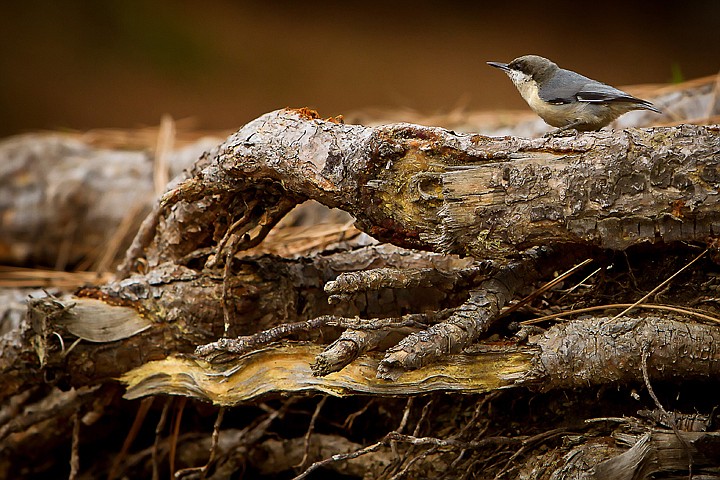 &lt;p&gt;JEROME A. POLLOS/Press A Pygmy Nuthatch sits atop an exposed tree root Thursday in Post Falls. The small, social birds travel in small flocks and are very vocal.&lt;/p&gt;