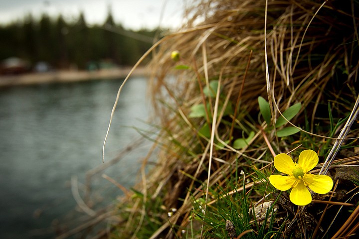 &lt;p&gt;JEROME A. POLLOS/Press A buttercup flowers blooms on the edge of a small cliff Thursday over the Spokane River at Black Bay Park.&lt;/p&gt;