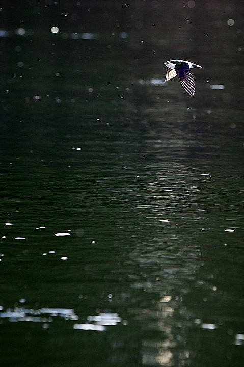 &lt;p&gt;JEROME A. POLLOS/Press A violet-green swallow flies just above the surface of the water of the Spokane River as a light snow falls Monday near Coeur d'Alene.&lt;/p&gt;