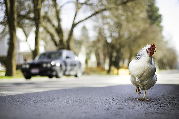 &lt;p&gt;SHAWN GUST/Press A hen makes her way across Foster Avenue in Coeur d'Alene as traffic passes behind. It is unknown why the chicken was crossing the street.&lt;/p&gt;