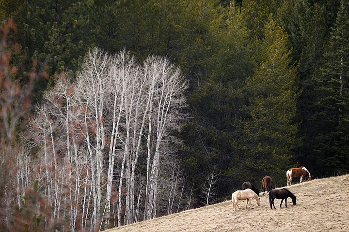 &lt;p&gt;SHAWN GUST/Press A herd of horses graze in a hillside pasture Wednesday near Cougar Gulch.&lt;/p&gt;