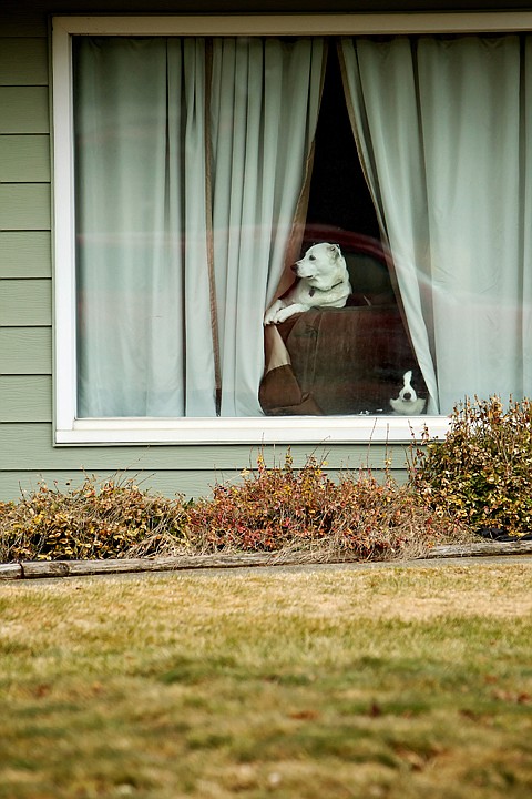 &lt;p&gt;JEROME A. POLLOS/Press Two dogs poke their heads out the curtain as they watch traffic passes by their house Monday on Eleventh Street in Coeur d'Alene.&lt;/p&gt;