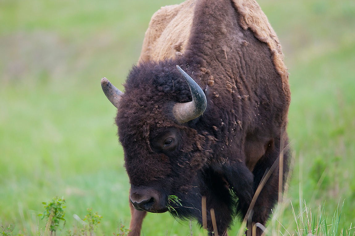 Blackfeet bison project could return herd back to Glacier National Park ...