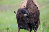 Blackfeet bison project could return herd back to Glacier National Park, Badger Two Medicine