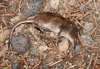 &lt;p&gt;Shrews resemble a mouse but they have a pointed snout, small ears and tiny eyes.&lt;/p&gt;