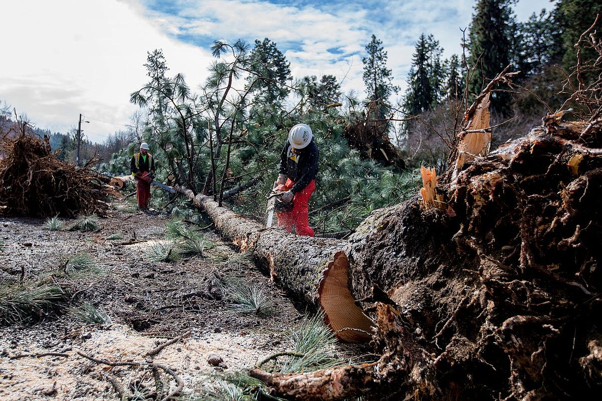 &lt;p&gt;Amos Dodson, left, and Barney Higbee chop up a felled pine tree on Monday while clearing the way for the Four Corners Project near Memorial Field in Coeur d'Alene.&lt;/p&gt;