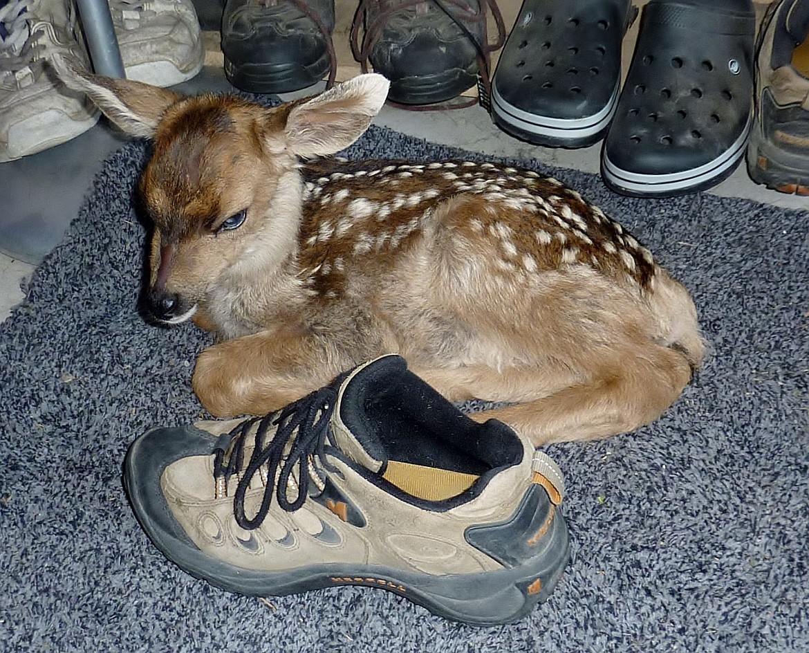 &lt;p&gt;Known as &quot;Baby&quot; by the Caldwell family, the young deer was special to Jolena.&lt;/p&gt;