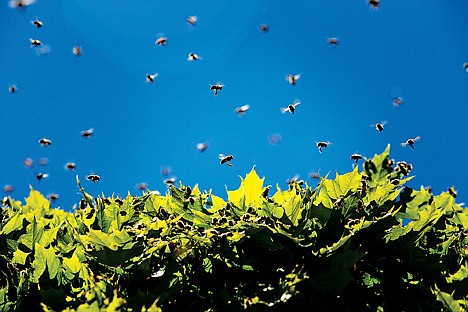 &lt;p&gt;A swarm of honeybees buzzes around some trees in downtown Coeur d'Alene in this June 2013 photo. The desirable pollinators were removed safely by a local beekeeper who used a queen honeybee to lure them away.&lt;/p&gt;
