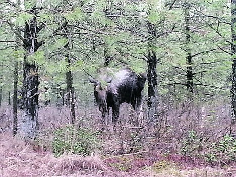 &lt;p&gt;Pamela Gardner of Athol took this photo of a moose that she said she has seen in the same location on her commute to and from work. The white patches on its back signify that the animal is infested with ticks and Fish and Game has seen a number of reports of moose that have died because of the insects.&lt;/p&gt;