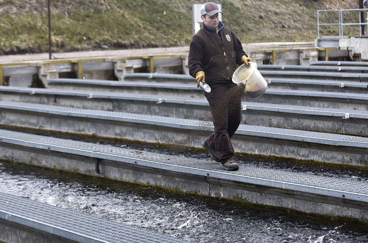 &lt;p&gt;Brian Ham, a fish biologist for the U.S. Wildlife and Fish Service, feeds the fish in the raceway at the Creston National Fish Hatchery on Wednesday. (Aaric Bryan/Daily Inter Lake)&lt;/p&gt;