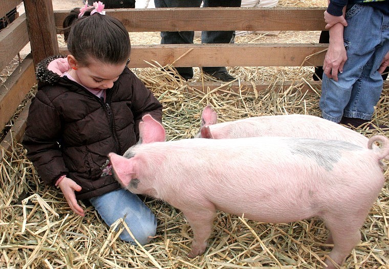 &lt;p&gt;Kaitlyn Ducept, 5, gets down with the piglets Friday at Dave Williams&#146; place as part of the Home Start Preschool field trip.&#160;&lt;/p&gt;
&lt;div&gt;&lt;strong&gt;&lt;br /&gt;&lt;/strong&gt;&lt;/div&gt;