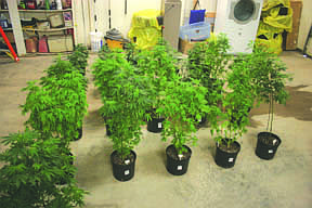 Fifty marijuana plants were compensated last week with a search warrant from a resident outside of Superior.