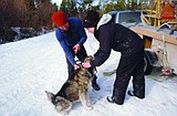 A dog sledding excursion