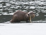 Otter Afternoon