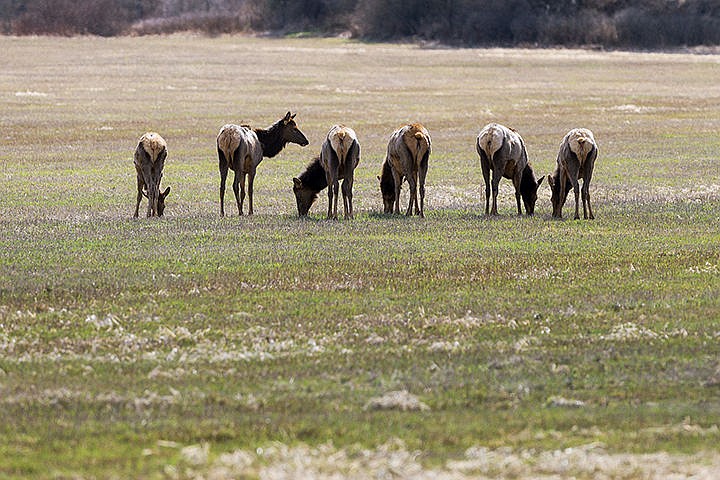 &lt;p&gt;An elk pauses while grazing with others south of Coeur d&#146;Alene.&lt;/p&gt;