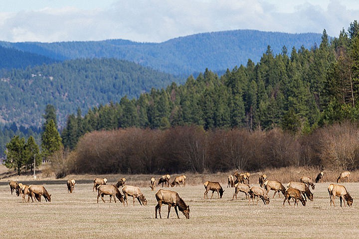 &lt;p&gt;Elk graze in a field Monday in the Cougar Gulch area south of Coeur d&#146;Alene. Approximately 80 head of elk were seen in the area in the afternoon.&lt;/p&gt;