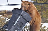 FWP: Bears are awake, looking for food