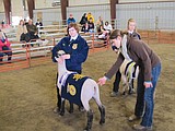4-H, FFA participants show livestock
