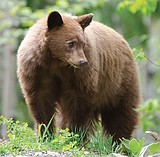 Public reminded - bears are out