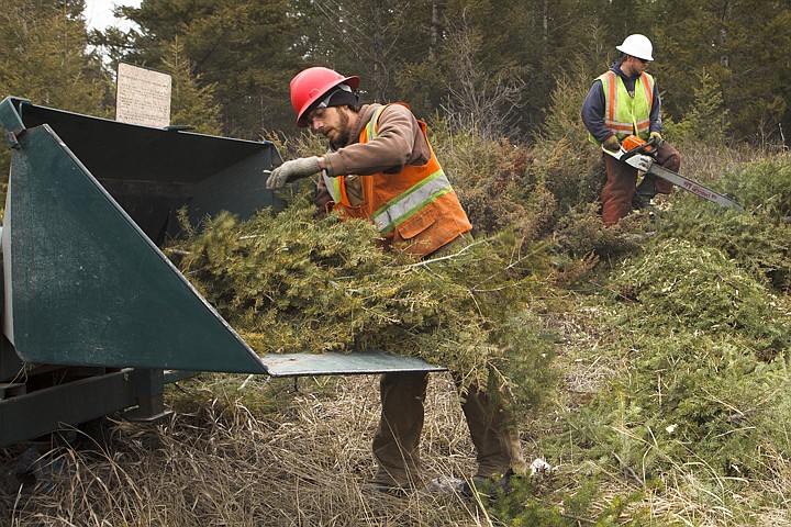 &lt;p&gt;Tyler Just, left, loads cut branches into a wood chipper as Aaron Rasmussen uses a chain saw to remove trees from underneath power lines off U.S. 93 near Whitefish Thursday morning.&lt;/p&gt;