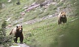 Bear spray could save your life